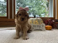 Nala , a female Miniature Goldendoodle for sale in Goshen, IN – 6 of 6