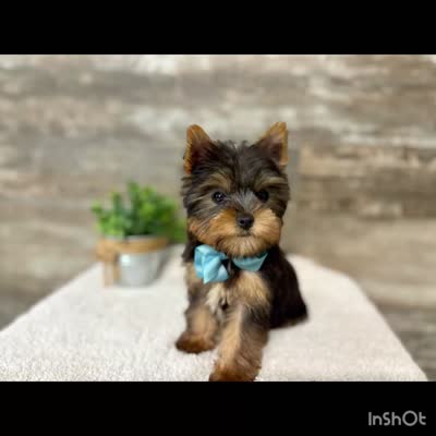 Simon, a male Yorkshire Terrier for sale in Goshen, IN – 2 of 4