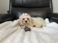 Leah , a female Shihpoo for sale in Goshen, IN – 1 of 4