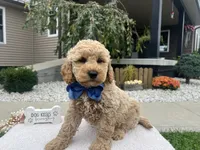 Bentley , a female Miniature Goldendoodle for sale in Goshen, IN – 2 of 6