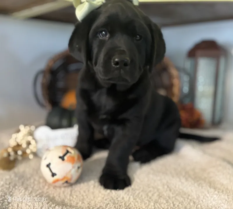Molly  – Labrador Retriever puppy for sale in Goshen, IN