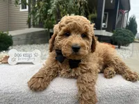 Clifford , a male Miniature Goldendoodle for sale in Goshen, IN – 6 of 6