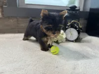 Peter , a male Yorkshire Terrier for sale in Goshen, IN – 1 of 4