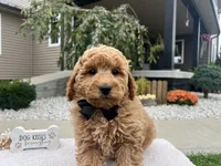 Clifford , a male Miniature Goldendoodle for sale in Goshen, IN – 2 of 6