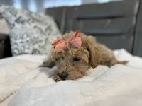 processed/222d0ef2-3135-488f-a202-6e8cd05ccfa0/listing/42c975c9-098b-44da-a4a8-55f865fc5bde/35d6e8b2-9ad6-4b65-9fe4-8558aa5b35c5