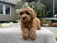 Anna, a female Miniature Goldendoodle for sale in Goshen, IN – 5 of 7
