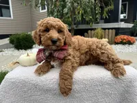 Asher , a male Miniature Goldendoodle for sale in Goshen, IN – 8 of 10
