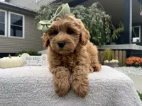 Anna, a female Miniature Goldendoodle for sale in Goshen, IN – 3 of 7