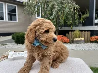 Abner , a male Miniature Goldendoodle for sale in Goshen, IN – 2 of 8
