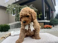 Bobby , a female Miniature Goldendoodle for sale in Goshen, IN – 4 of 7