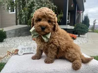Charlies, a male Miniature Goldendoodle for sale in Goshen, IN – 3 of 8