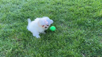 Leah , a female Shihpoo for sale in Goshen, IN – 5 of 5