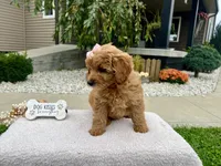 Bella , a female Miniature Goldendoodle for sale in Goshen, IN – 3 of 8
