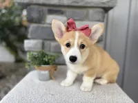 Luna , a female Pembroke Welsh Corgi for sale in Goshen, IN – 1 of 6