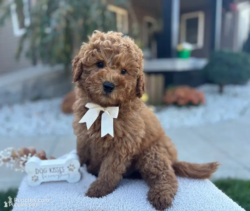 Charlies – Miniature Goldendoodle puppy for sale in Goshen, IN
