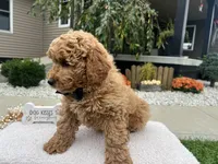 Clifford , a male Miniature Goldendoodle for sale in Goshen, IN – 5 of 6