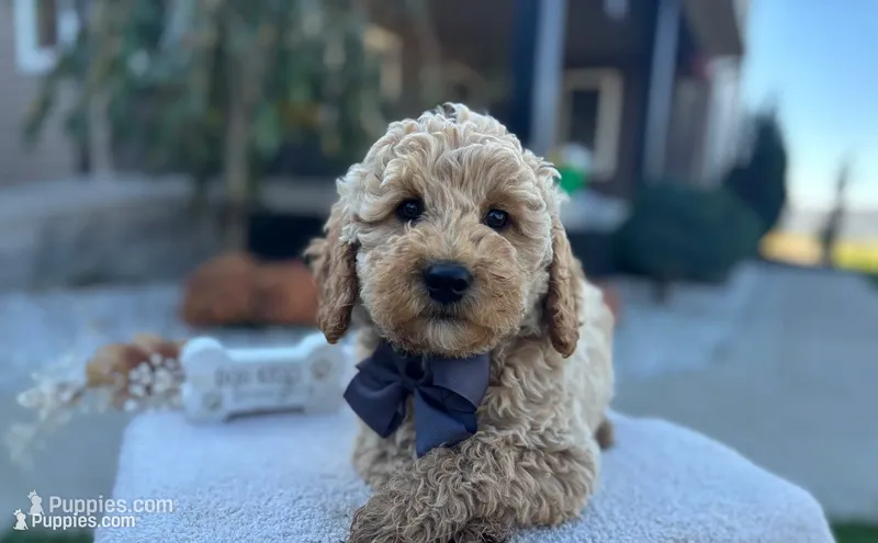Benson  – Miniature Goldendoodle puppy for sale in Goshen, IN