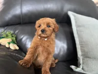 Mac , a male Miniature Goldendoodle for sale in Goshen, IN – Photo 3 of 7