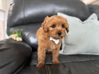 Mac , a male Miniature Goldendoodle for sale in Goshen, IN – Photo 2 of 7