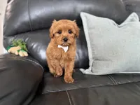 Mac , a male Miniature Goldendoodle for sale in Goshen, IN – Photo 5 of 7