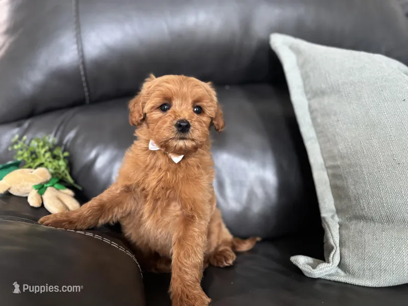 Mac  – Miniature Goldendoodle puppy for sale in Goshen, IN