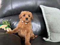 Mac , a male Miniature Goldendoodle for sale in Goshen, IN – Photo 1 of 7