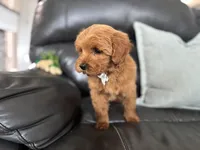 Mac , a male Miniature Goldendoodle for sale in Goshen, IN – Photo 4 of 7