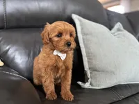Mac , a male Miniature Goldendoodle for sale in Goshen, IN – Photo 6 of 7