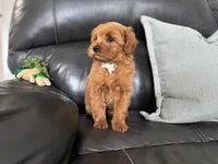 Mac , a male Miniature Goldendoodle for sale in Goshen, IN – Photo 7 of 7