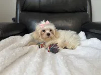 Leah , a female Shihpoo for sale in Goshen, IN – 3 of 4