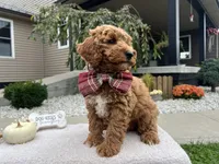 Asher , a male Miniature Goldendoodle for sale in Goshen, IN – 3 of 10