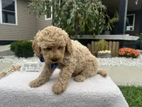 Bentley , a female Miniature Goldendoodle for sale in Goshen, IN – 6 of 6