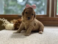 Nala , a female Miniature Goldendoodle for sale in Goshen, IN – 1 of 6