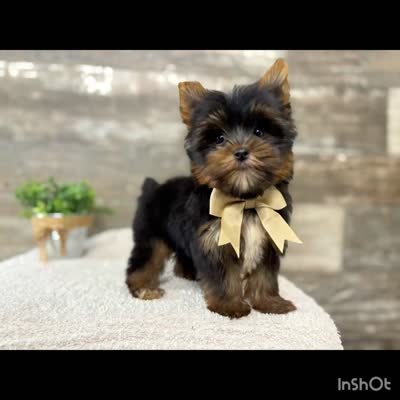 Peter , a male Yorkshire Terrier for sale in Goshen, IN – 4 of 4