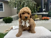 Bobby , a female Miniature Goldendoodle for sale in Goshen, IN – 6 of 7
