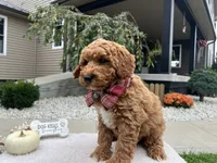 Asher , a male Miniature Goldendoodle for sale in Goshen, IN – 6 of 10