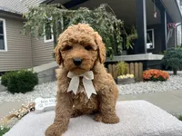 Bobby , a female Miniature Goldendoodle for sale in Goshen, IN – 1 of 7