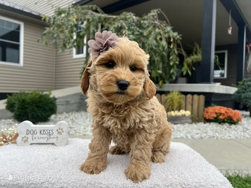 Barbie  – Miniature Goldendoodle puppy for sale in Goshen, IN