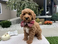 Asher , a male Miniature Goldendoodle for sale in Goshen, IN – 5 of 10