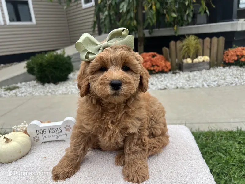 Anna – Miniature Goldendoodle puppy for sale in Goshen, IN