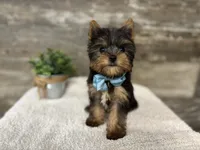 Simon, a male Yorkshire Terrier for sale in Goshen, IN – 1 of 4