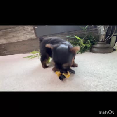 Peter , a male Yorkshire Terrier for sale in Goshen, IN – 2 of 2