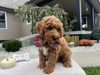 Asher , a male Miniature Goldendoodle for sale in Goshen, IN – 2 of 10