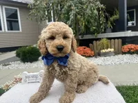 Bentley , a female Miniature Goldendoodle for sale in Goshen, IN – 5 of 6