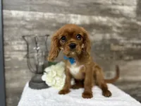 Winston , a male Cavalier King Charles Spaniel for sale in Goshen, IN – 4 of 7