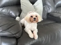 Leah , a female Shihpoo for sale in Goshen, IN – 3 of 10