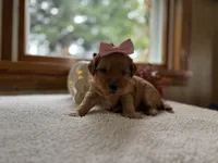 Nala , a female Miniature Goldendoodle for sale in Goshen, IN – 5 of 6