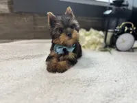 Simon, a male Yorkshire Terrier for sale in Goshen, IN – 3 of 4