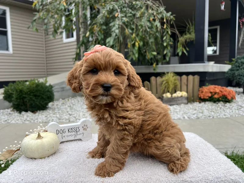 Allie  – Miniature Goldendoodle puppy for sale in Goshen, IN