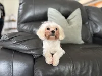 Leah , a female Shihpoo for sale in Goshen, IN – 5 of 10